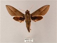 藏斜紋天蛾藏品圖，第1張