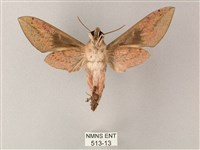 藏斜紋天蛾藏品圖，第2張