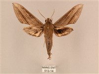 背線天蛾藏品圖，第1張