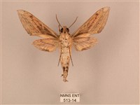 背線天蛾藏品圖，第2張