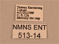 背線天蛾藏品圖，第3張