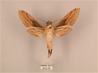 棕綠背線天蛾藏品圖，第2張