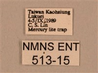 棕綠背線天蛾藏品圖，第3張
