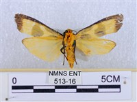 閃光苔蛾藏品圖，第2張