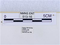 閃光苔蛾藏品圖，第3張