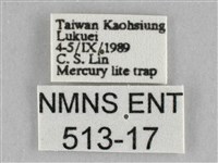 橙擬燈蛾藏品圖，第3張