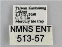 眉原褐刺蛾藏品圖，第3張