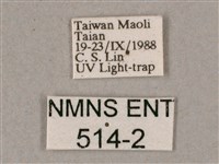 榆綠天蛾藏品圖，第3張