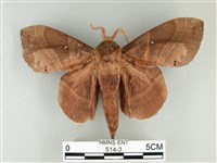 松大毛蟲藏品圖，第1張