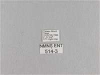 松大毛蟲藏品圖，第3張