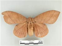 松大毛蟲藏品圖，第1張