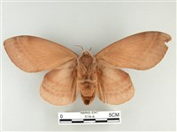 松大毛蟲藏品圖，第2張