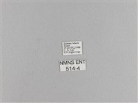 松大毛蟲藏品圖，第3張