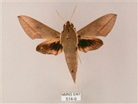 藏斜紋天蛾藏品圖，第1張