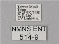 藏斜紋天蛾藏品圖，第3張