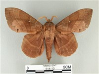 松大毛蟲藏品圖，第1張