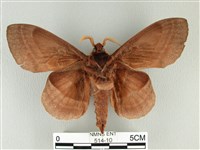 松大毛蟲藏品圖，第2張