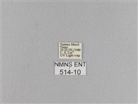 松大毛蟲藏品圖，第3張