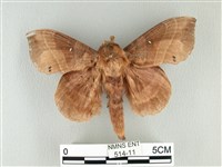 松大毛蟲藏品圖，第1張