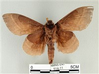 松大毛蟲藏品圖，第2張