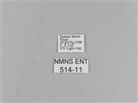 松大毛蟲藏品圖，第3張