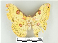 黃豹天蠶蛾藏品圖，第1張