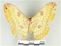 黃豹天蠶蛾藏品圖，第2張