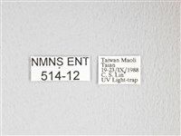 黃豹天蠶蛾藏品圖，第3張