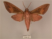 背中白天蛾藏品圖，第2張