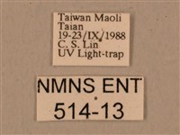 背中白天蛾藏品圖，第3張