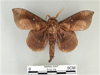 松大毛蟲藏品圖，第1張