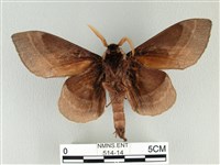 松大毛蟲藏品圖，第2張