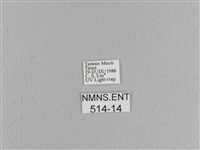 松大毛蟲藏品圖，第3張