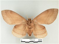 松大毛蟲藏品圖，第2張