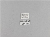 松大毛蟲藏品圖，第3張