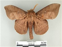 松大毛蟲藏品圖，第1張