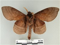 松大毛蟲藏品圖，第2張