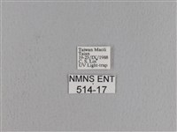 松大毛蟲藏品圖，第3張