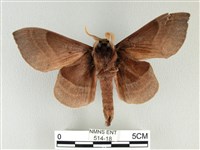 松大毛蟲藏品圖，第2張