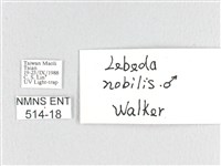 松大毛蟲藏品圖，第3張