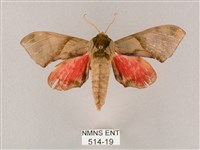 榆綠天蛾藏品圖，第1張