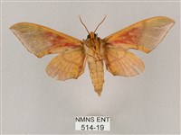 榆綠天蛾藏品圖，第2張