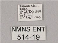 榆綠天蛾藏品圖，第3張