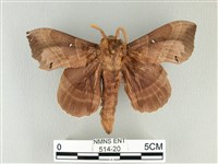 松大毛蟲藏品圖，第1張