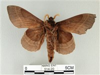 松大毛蟲藏品圖，第2張