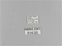 松大毛蟲藏品圖，第3張