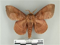 松大毛蟲藏品圖，第1張