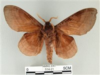 松大毛蟲藏品圖，第2張