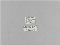 松大毛蟲藏品圖，第3張