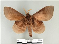 松大毛蟲藏品圖，第2張